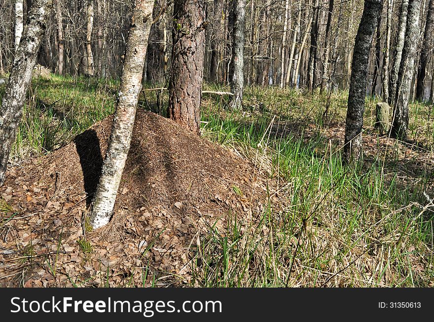 Ant hill in spring forest.