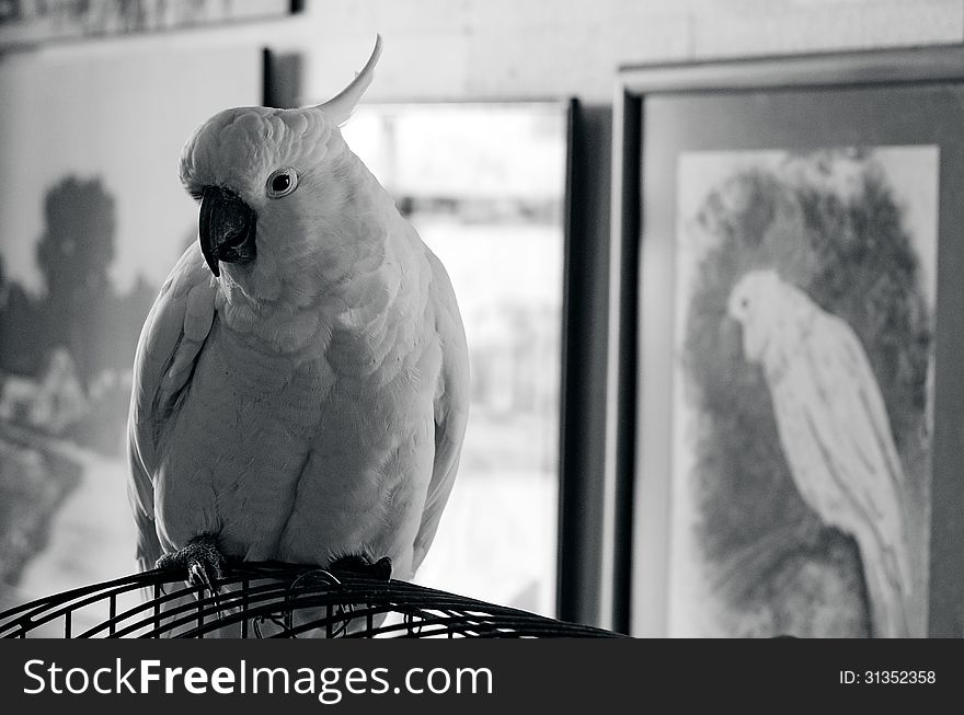 Portrait of a Cockatoo parrot sit on his cage. (BW)