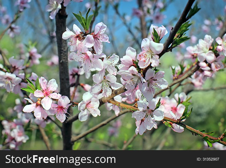 Flowers of the cherry blossoms on a spring day. Flowers of the cherry blossoms on a spring day