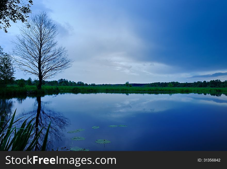 A beautiful calm lake with water lily leaves, bare tree, rushes and dark blue sky in the evening. A beautiful calm lake with water lily leaves, bare tree, rushes and dark blue sky in the evening