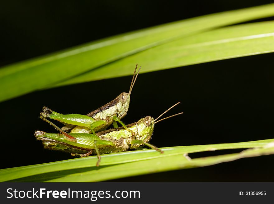 Closeup grasshoppers mating on leaf