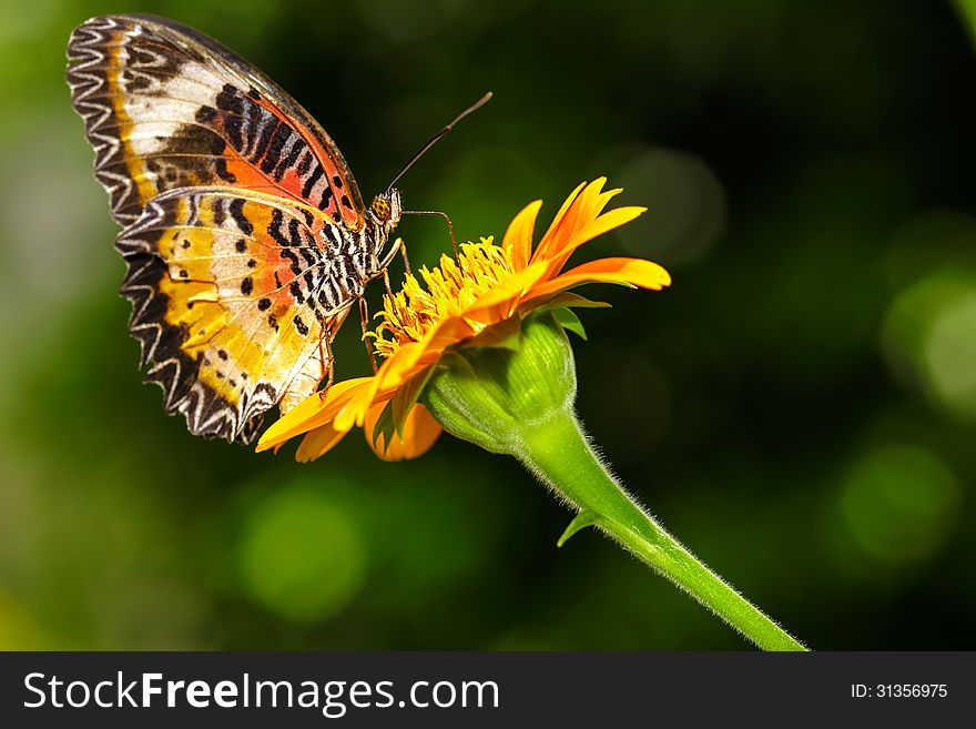 Closeup Butterfly on Flower