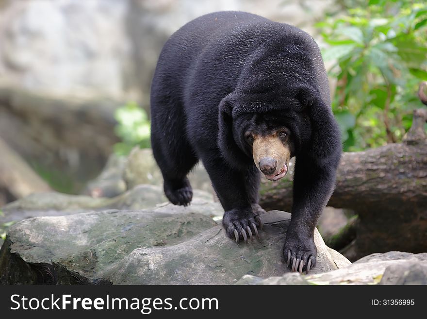 Closeup Malayan Sun Bears Walking