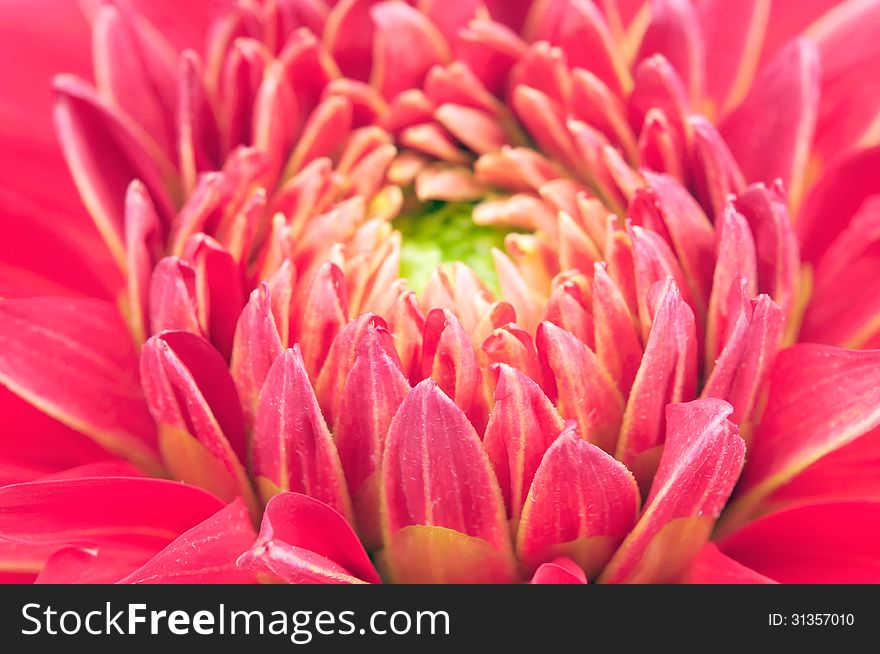 A macro shot of a pretty red dahlia flower - horizontal orientation. A macro shot of a pretty red dahlia flower - horizontal orientation