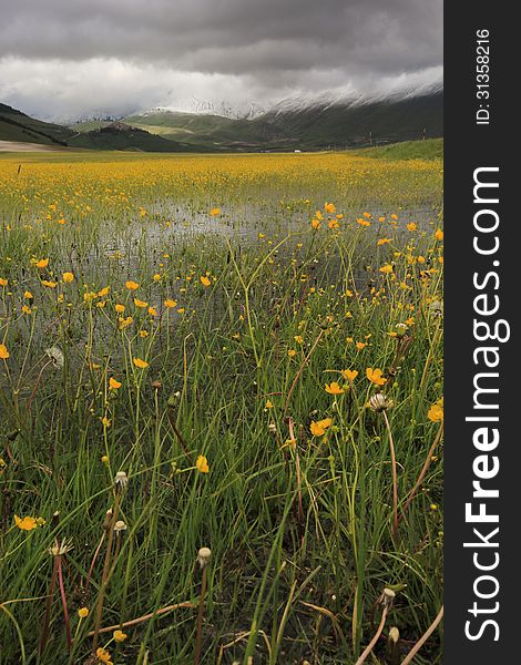 Castelluccio before the storm with yellow flowers.