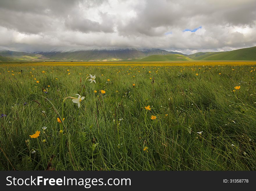 Beautiful meadow with yellow and white flowers. Beautiful meadow with yellow and white flowers