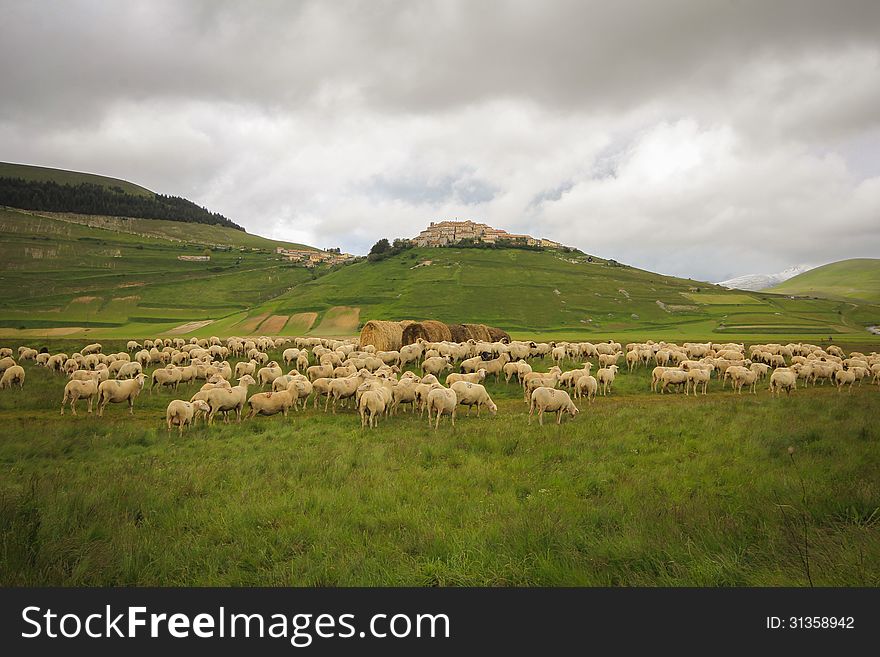 Sheeps on pasture in the mountain.