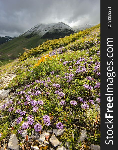 Wild mountain flowers in a green field