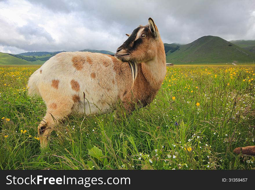 Goat on flowering meadow