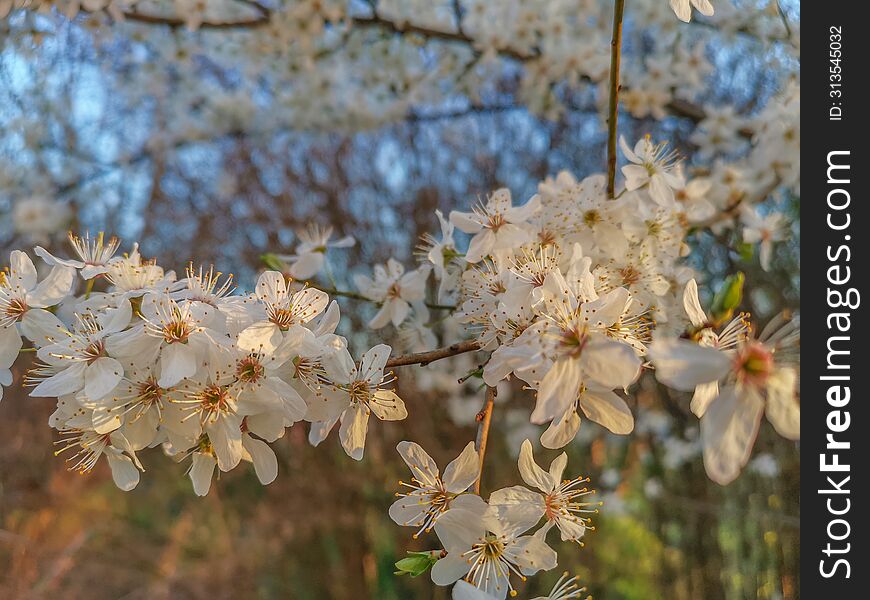 Beautiful Spring Background With Blossom Flowers