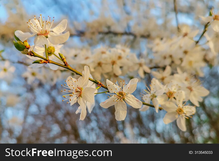 Beautiful spring flowers blossom background