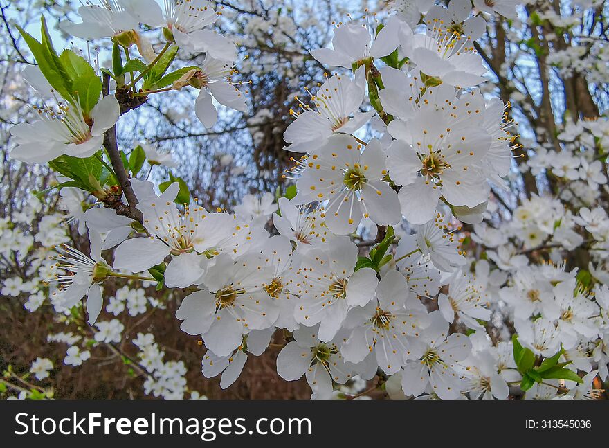 Beautiful spring blossom flowers details