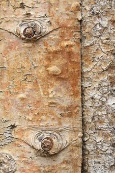 Free Tree Bark Stock Photo - 31363810