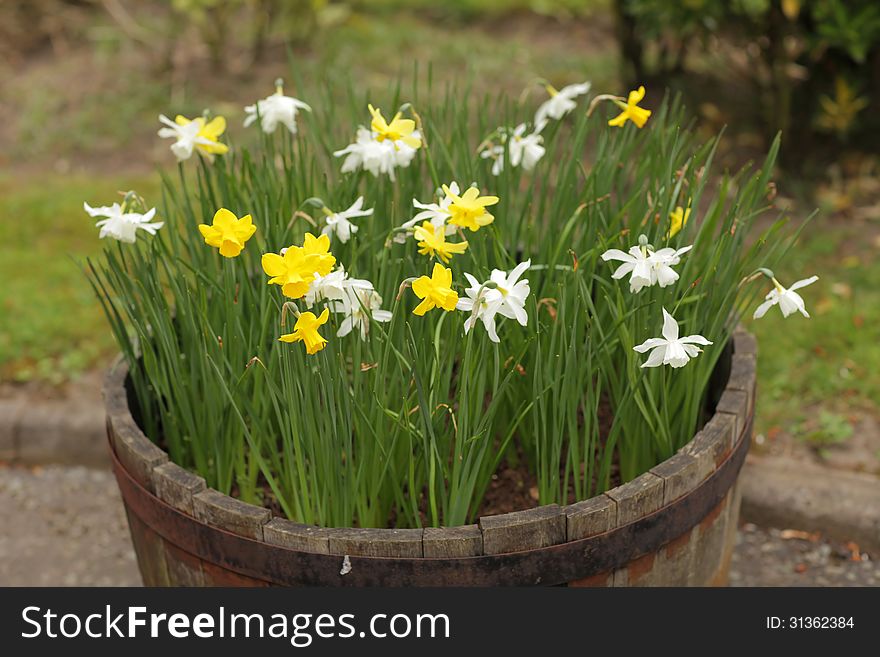 White and yellow daffodils growing in a wooden bowl in the home garden. White and yellow daffodils growing in a wooden bowl in the home garden