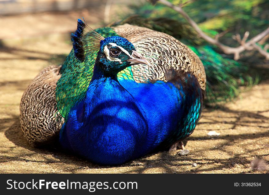 Detail view on a peacock. Horizontal position.