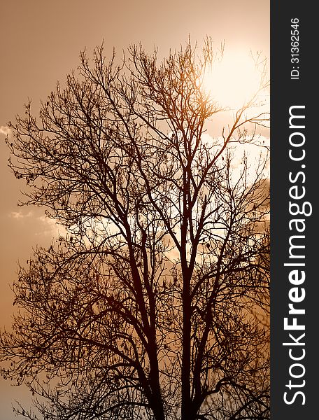 Silhouette of the tree on a brown sky. Vertical position. Silhouette of the tree on a brown sky. Vertical position.