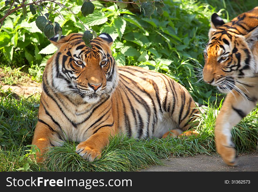 Two tigers on a grass. Horizontal position.
