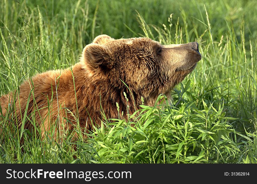 Brown bear lying in the high grass