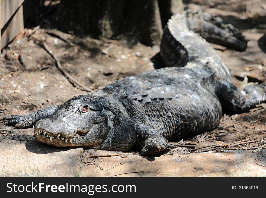 Crocodile photo taken at the Tampa Zoo