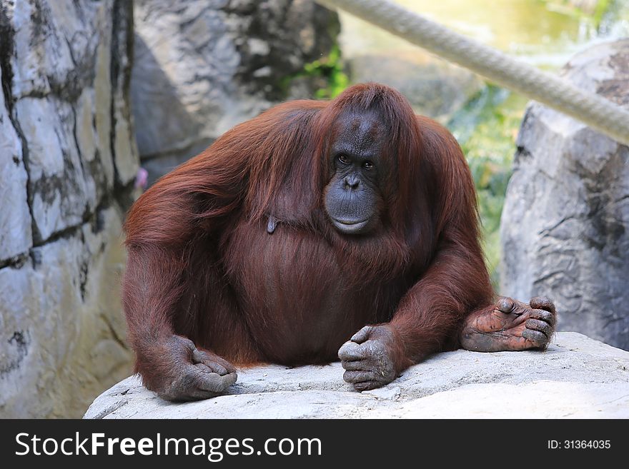 Orangutan photo taken at the Tampa Zoo