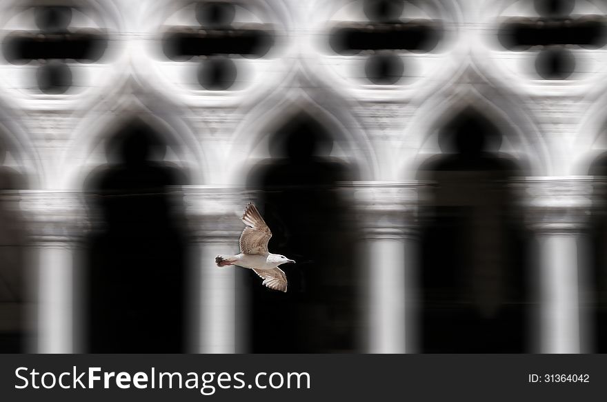 A gull is flying in front of the Doges Palace, Venice,Italy