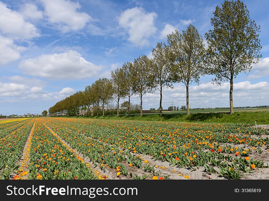 View on tulips and trees in a dutch landscape. View on tulips and trees in a dutch landscape