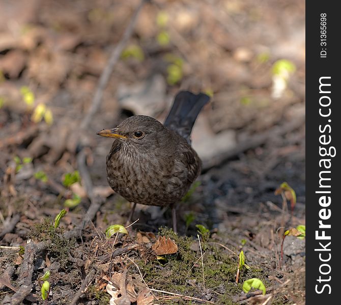 Thrush on the ground