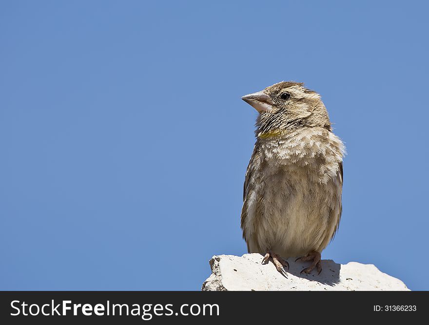 A rock sparrow is standing on a post. A rock sparrow is standing on a post