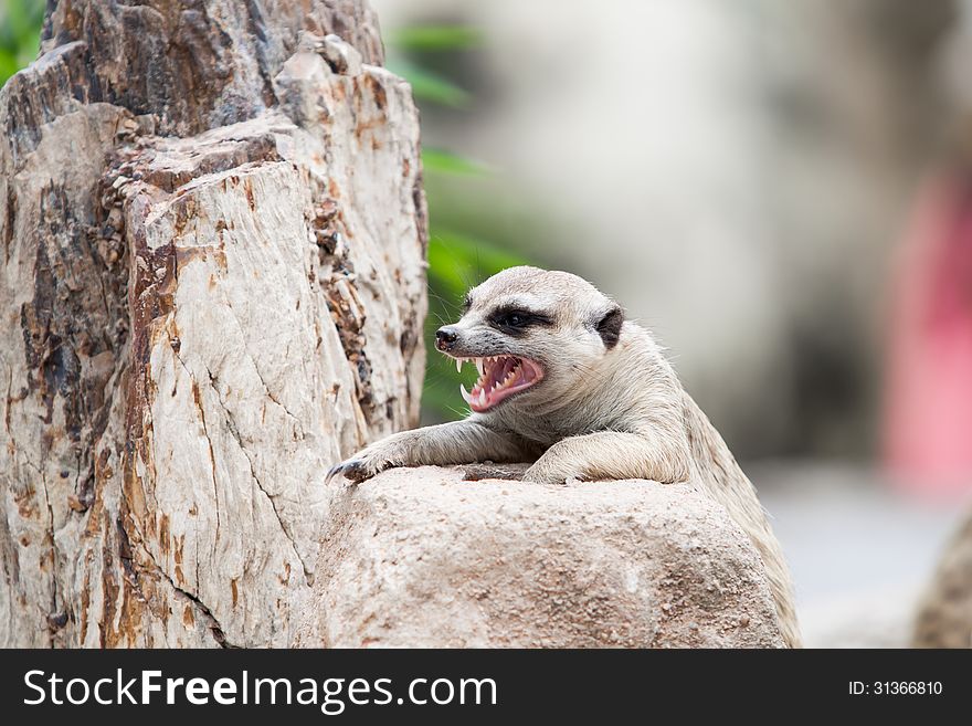 Meerkat show its sharpen teeth.