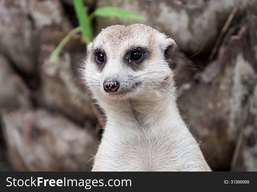 Face close up of meerkat