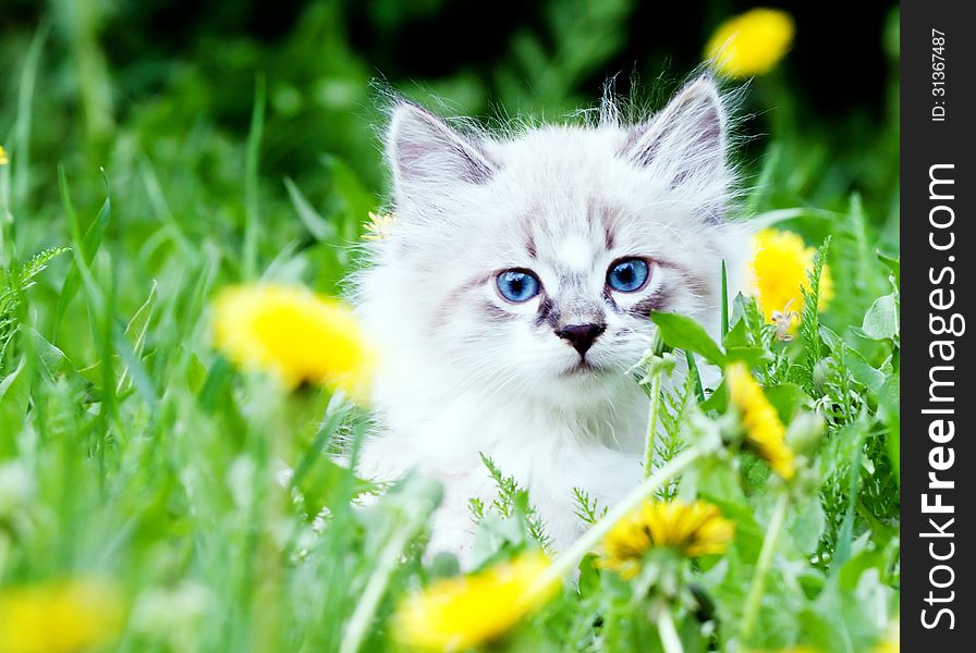 Small kitten sitting in the dandelions