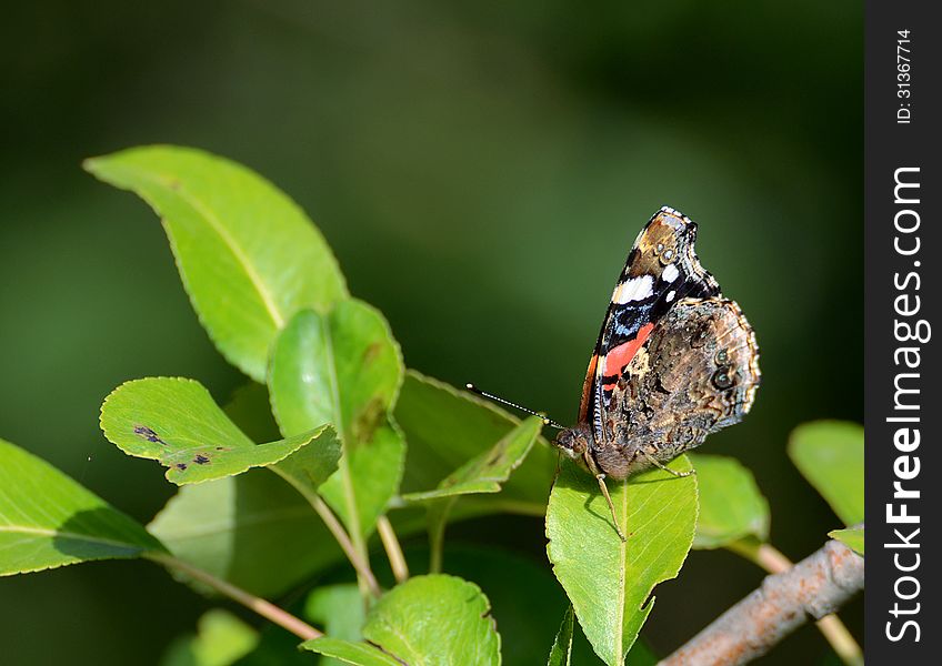 Butterfly pictured on sunny summer morning. Butterfly pictured on sunny summer morning