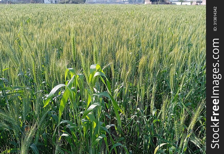 Wheat field landscape, natural beauty of wheat field in Pakistan