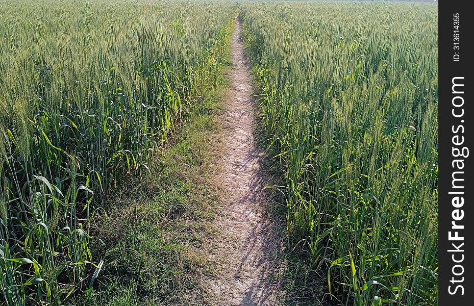 Pathway with wheat field crop