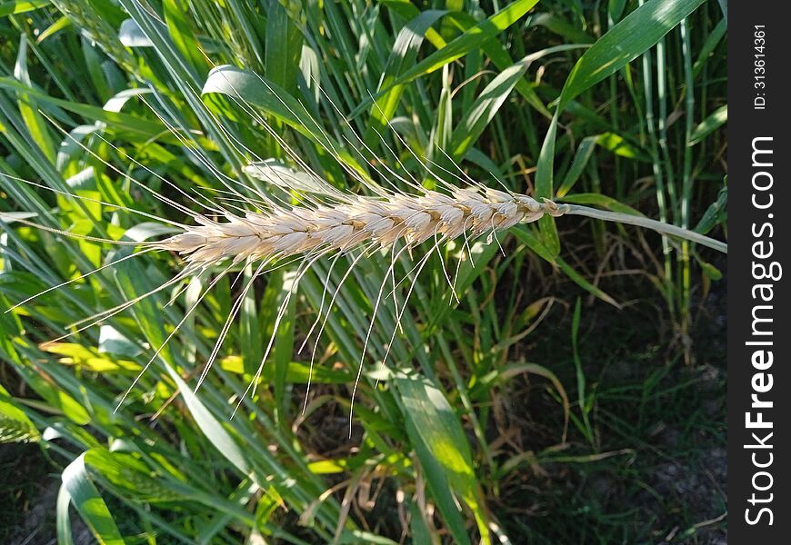 Wheat grain piece close up detail