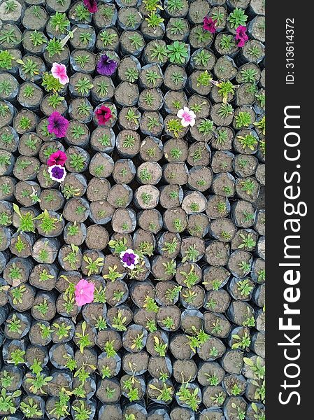 Colorful flowers in a garden aerial view