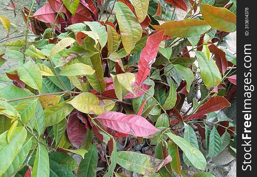 Herb Leaves Close Up Detail, Color Background