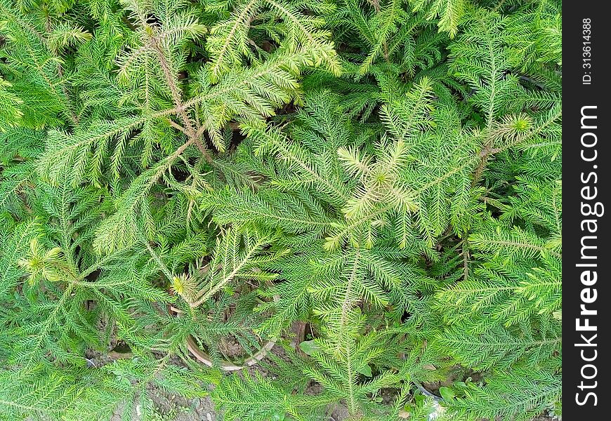Fir leaves top view, green leaves background