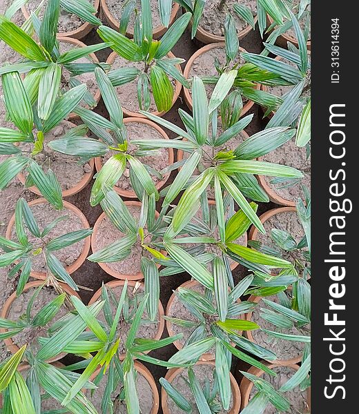 Green Plant In The Muddy Containers Plant Top View