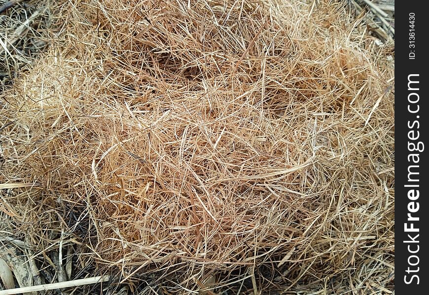 Dry grass close up, nature photography, natural beauty in Pakistan