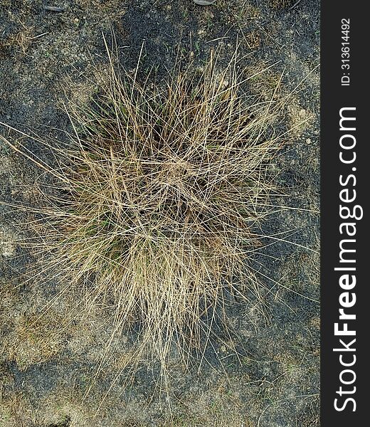 Dry grass with asphalt top view