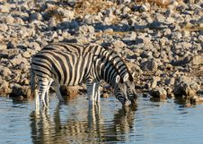Zebra At The Waterhole Royalty Free Stock Photography Zebra At The Waterhole Royalty Free Stock Photography