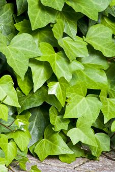 Ivy Royalty Free Stock Images Ivy Royalty Free Stock Images