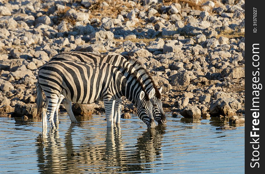 Drinking zebra's at the waterhole at sunrise. Drinking zebra's at the waterhole at sunrise