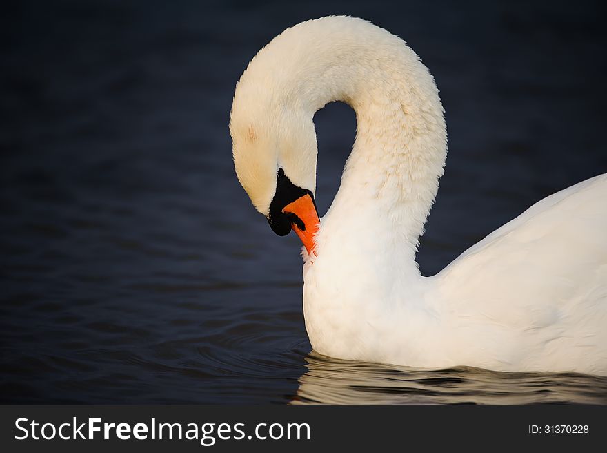 Swan swimming in the water and cleaning him self. Swan swimming in the water and cleaning him self