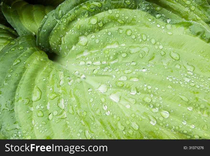 Raindrops on a large leaf