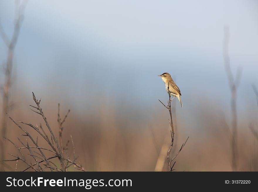 Co-reed warbler on a top of the twig. Co-reed warbler on a top of the twig