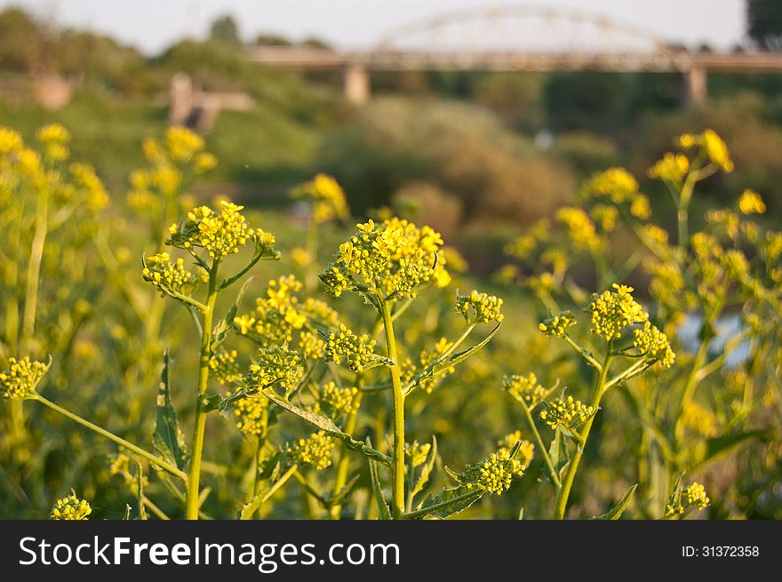 Field beautiful flowers