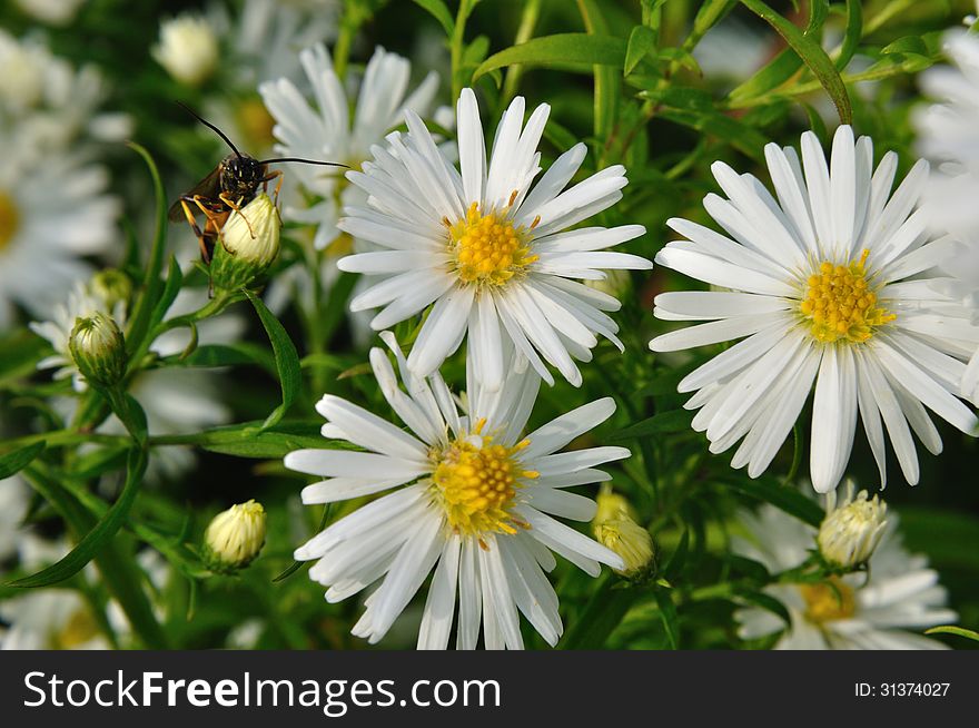 White marguerite rates on a meadow.