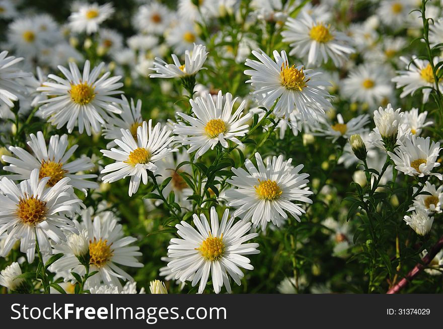 White marguerite rates on a meadow.